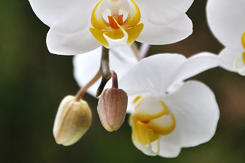 Orchidee